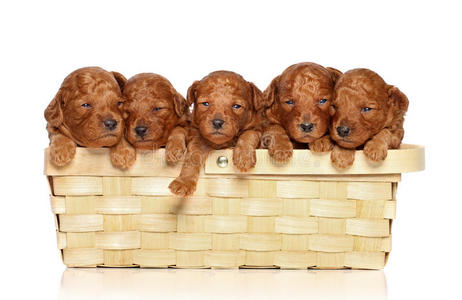 组的白色贵宾犬篮子里的贵宾犬白色背景照片