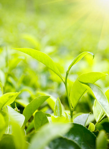 绿茶叶图片