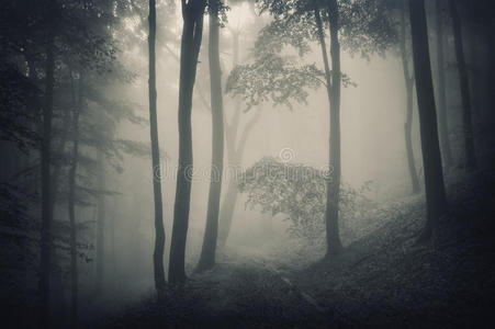 雾林中树木的轮廓
