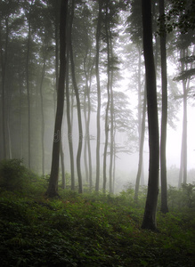 有雾的绿色森林的垂直照片
