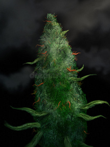 大麻花图片 大麻花素材 大麻花插画 摄图新视界