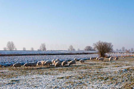 羊在冬天吃草