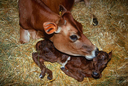 小牛的水手母牛与初生小牛照片