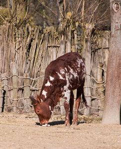 踝关节watusi