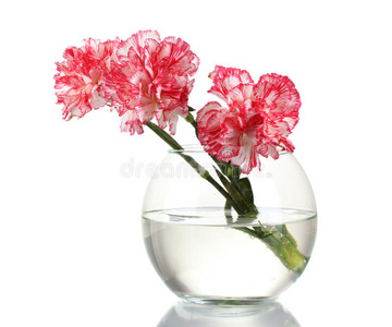 透明花瓶里漂亮的康乃馨