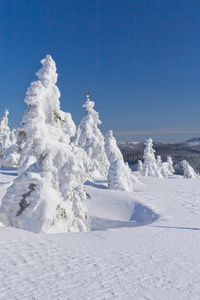 雪山树木冬景