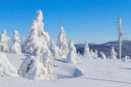 雪山树木冬景