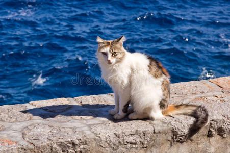 海边墙上的希腊印花猫图片