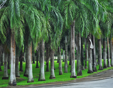 城市公园中的棕榈树