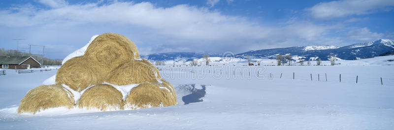 干草堆和雪图片