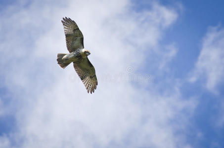 红尾鹰在多云的天空中翱翔图片