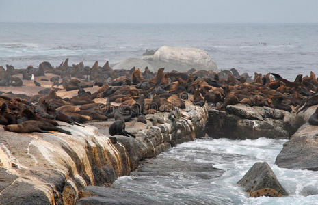 野生毛皮海豹群落南非