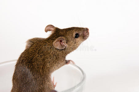 逃跑的老鼠图片