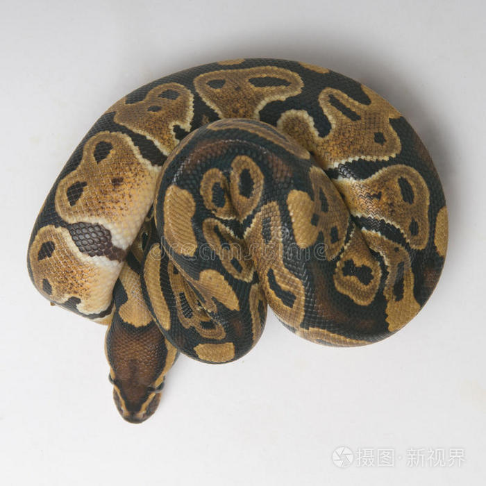 下载小样发票合同问题/举报狼蛛响尾蛇小猫头鹰棉口显示器树枝上的大