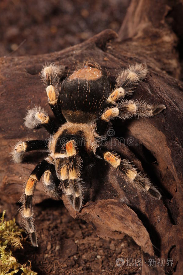 墨西哥红膝蜘蛛