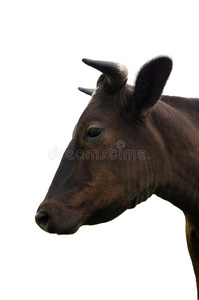 牛侧面侧面的牛头照片