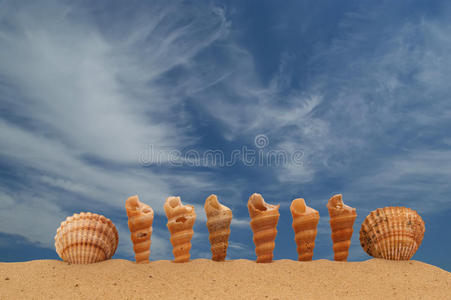 沙滩上的大贝壳图片