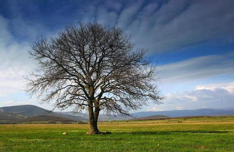 山背景山谷中的孤树图片