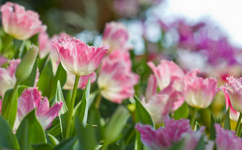 彩色花园里的粉红色郁金香花