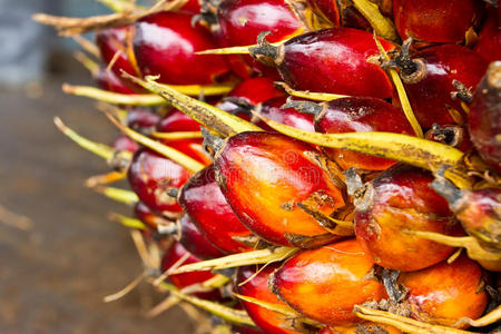 科科斯棕榈果图片