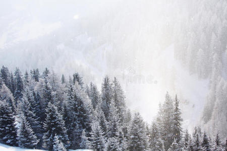 高山上的雪树