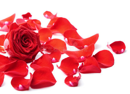 分离的红玫瑰花瓣