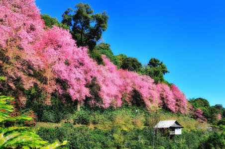 樱花和小屋