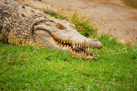 冬眠冬眠中的鳄鱼照片