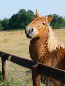 萨福克拳马抓照片