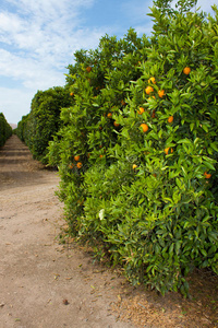 柑桔种植园图片