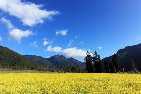 黄花油菜籽田