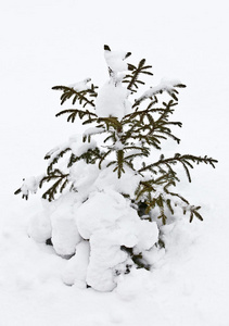 雪地里的小枞树