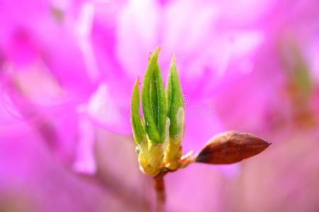 杜鹃花蕾