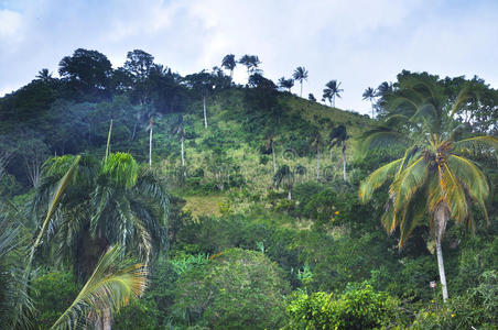 多米尼加共和国的丛林