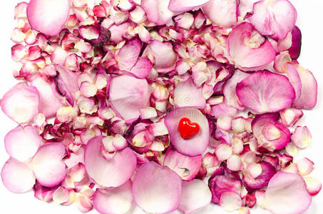 玫瑰花瓣红心背影图片