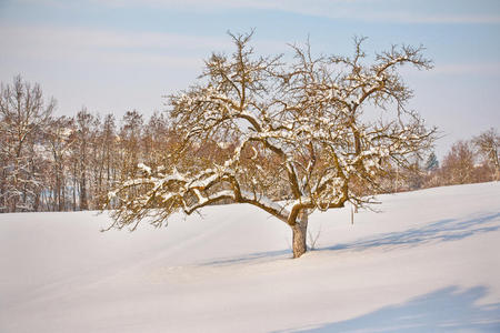 冬天的苹果树