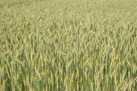 麦田种植大麦的背景