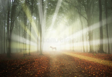 阳光普照的神奇森林中的白马