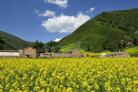 黄油菜花山图片