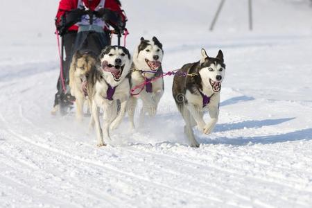 2012年瑞士伦克雪橇狗比赛