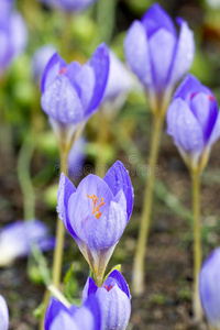 春花番红花