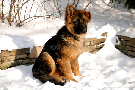 德国牧羊犬在雪地上