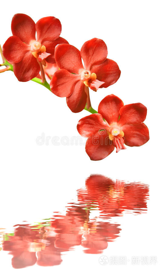 白底红兰花
