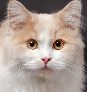 破布娃娃小猫图片