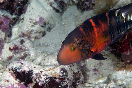 红海中的红胸大濑鱼。