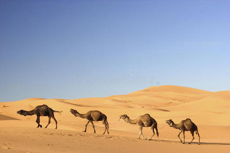 摩洛哥埃尔格切比的骆驼