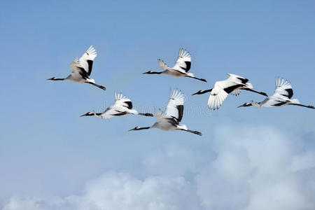 丹顶鹤飞翔照片