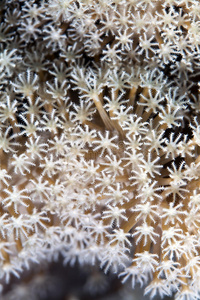 红海皮革珊瑚的细节。