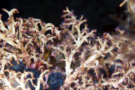 红海柔和的珊瑚细节。