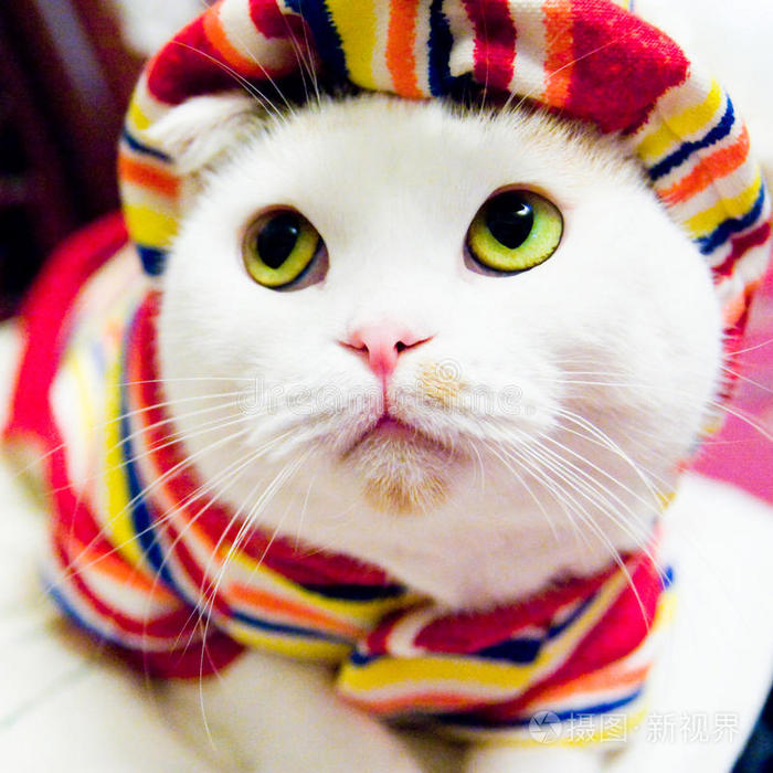 穿衣服的猫